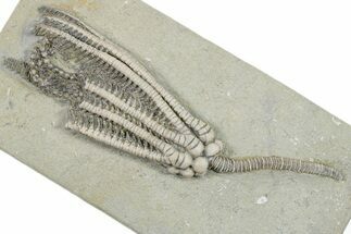 Fossil Crinoid (Decadocrinus) - Crawfordsville, Indiana #296783