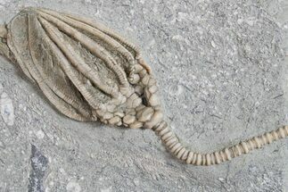 Fossil Crinoid (Macrocrinus) - Crawfordsville, Indiana #296787