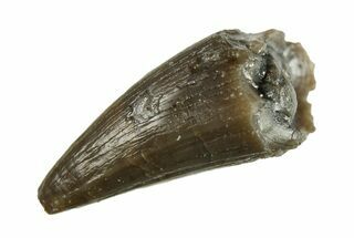 Fossil Crocodyliform (Goniopholidid) Tooth - Colorado #296667