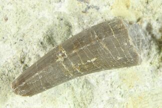 Fossil Crocodyliform (Goniopholidid) Tooth - Colorado #296691