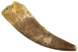 Fossil Plesiosaur (Zarafasaura) Tooth - Morocco #296391