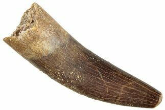 Fossil Plesiosaur (Zarafasaura) Tooth - Morocco #296394