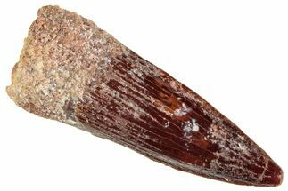 Fossil Spinosaurus Tooth - Real Dinosaur Tooth #296894