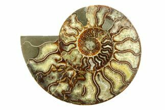 Large, Cut & Polished Ammonite Fossil (Half) - Madagascar #296662