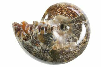 Polished Ammonite (Phylloceras) Fossil - Madagascar #297097
