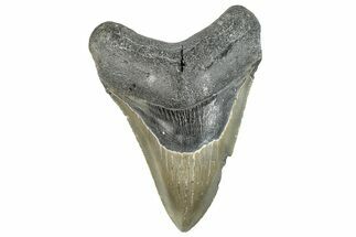 Serrated, Fossil Megalodon Tooth - North Carolina #297283