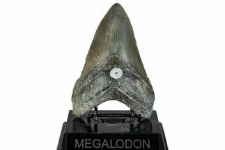 Fossil Megalodon Tooth - North Carolina #297287