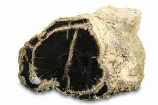 Polished Petrified Wood (Schinoxylon) Log - Blue Forest, Wyoming #297309