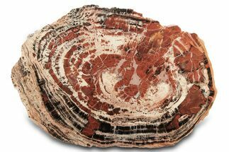 Red/Black Petrified Wood (Araucarioxylon) Round - Arizona #297306