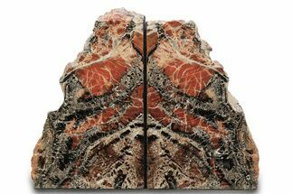 Tall, Arizona Petrified Wood Bookends - Red and Black #297312