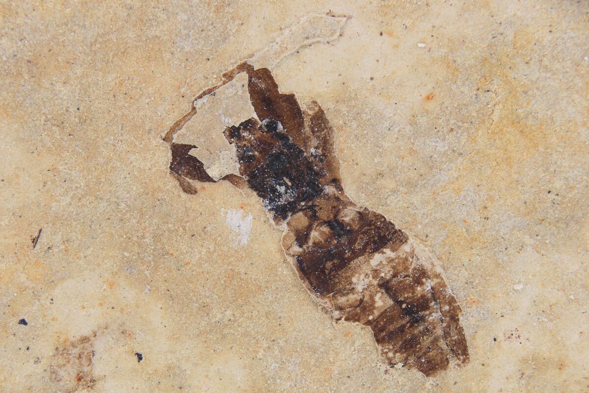 Insect Fossil Identifier .34