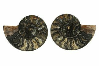 Cut & Polished Ammonite Fossil - Unusual Black Color #296268