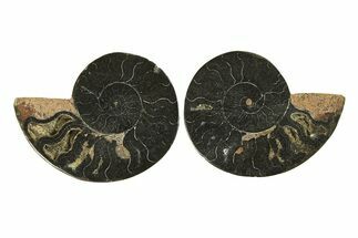 Cut & Polished Ammonite Fossil - Unusual Black Color #296274