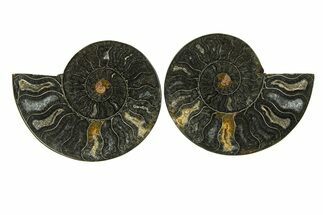 Cut & Polished Ammonite Fossil - Unusual Black Color #296275