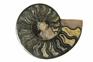 Cut & Polished Ammonite Fossil (Half) - Unusual Black Color #296288