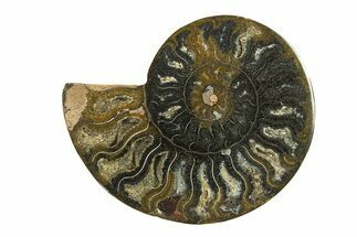 Cut & Polished Ammonite Fossil (Half) - Unusual Black Color #296289