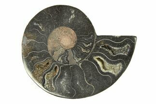 Cut & Polished Ammonite Fossil (Half) - Unusual Black Color #296295