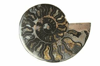 Cut & Polished Ammonite Fossil (Half) - Unusual Black Color #296298