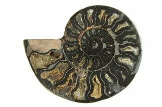 Cut & Polished Ammonite Fossil (Half) - Unusual Black Color #296299