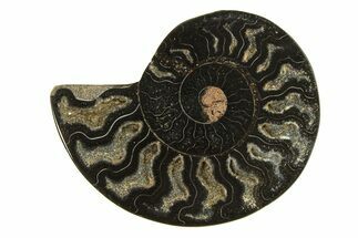 Cut & Polished Ammonite Fossil (Half) - Unusual Black Color #296306