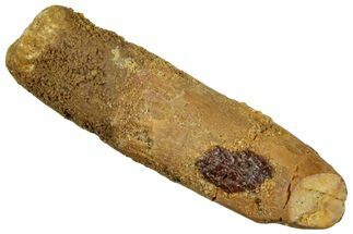 Fossil Sauropod Dinosaur (Titanosaur) Tooth - Morocco #297384