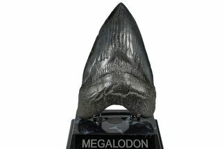 Huge, Fossil Megalodon Tooth - South Carolina #297416