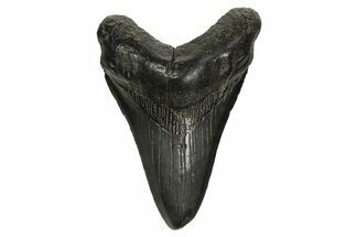 Fossil Megalodon Tooth - South Carolina #297434