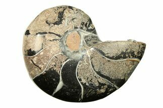 Polished Fossil Nautilus (Cymatoceras) - Unusual Black Color! #297174