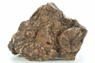 Detailed Jurassic Ammonites in Rock - Morocco #295332