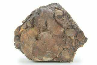 Detailed Jurassic Ammonites in Rock - Morocco #295340