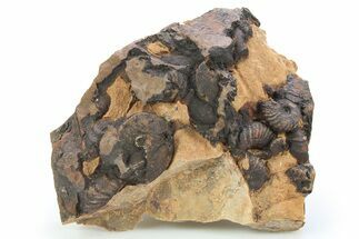 Detailed Jurassic Ammonites in Rock - Morocco #295342