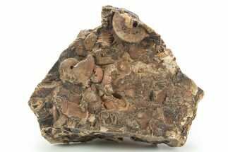 Detailed Jurassic Ammonites in Rock - Morocco #295344