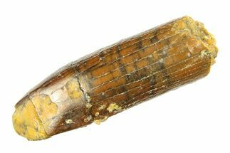 Fossil Sauropod Dinosaur (Titanosaur) Tooth - Morocco #297390