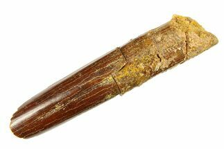 Fossil Sauropod Dinosaur (Rebbachisaurus) Tooth - Morocco #297410