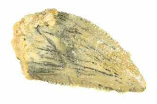 Serrated, Raptor Tooth - Real Dinosaur Tooth #297461