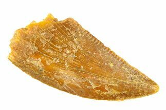 Serrated, Raptor Tooth - Real Dinosaur Tooth #297463