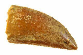 Serrated, Raptor Tooth - Real Dinosaur Tooth #297471