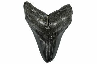 Fossil Megalodon Tooth - South Carolina #297476