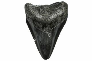 Fossil Megalodon Tooth - South Carolina #297487