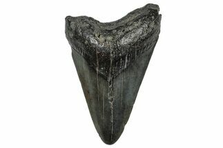 Bargain, Fossil Megalodon Tooth - South Carolina #297496