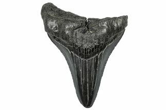 Serrated, Juvenile Megalodon Tooth - South Carolina #297516