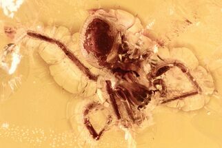 Detailed Fossil Spider, Fungus Gnat, and Ant In Baltic Amber #296959