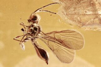 Detailed Fossil Wasp (Ismaridae) In Baltic Amber - Rare! #296966
