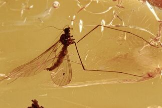 Fossil Crane Fly (Limoniidae) In Baltic Amber #296980