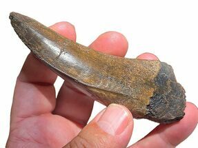 Beastly Serrated Tyrannosaurus (T-Rex) Tooth - Montana #297611