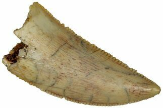 Serrated, Raptor Tooth - Real Dinosaur Tooth #296715