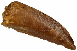 Serrated, Raptor Tooth - Real Dinosaur Tooth #296716