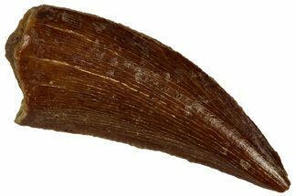 Serrated Raptor Tooth - Real Dinosaur Tooth #297755