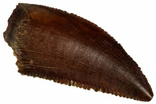 Serrated Raptor Tooth - Real Dinosaur Tooth #297767