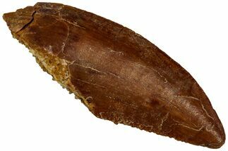 Serrated Raptor Tooth - Real Dinosaur Tooth #297803